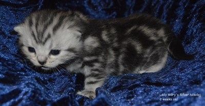 silver tabby british shorthair kitten