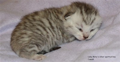 silver spotted british shorthair kitten