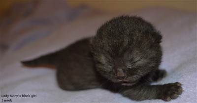 black british shorthair kitten