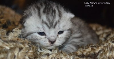 silver spotted british shorthair kitten