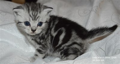 silver tabby british shorthair kitten