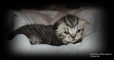 silver spotted british shorthair