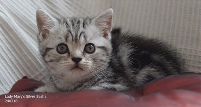 silver tabby orange eyed british shorthair kitten