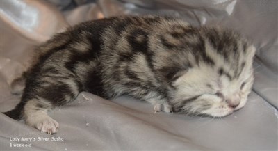 silver tabby orange eyed british shorthair kitten