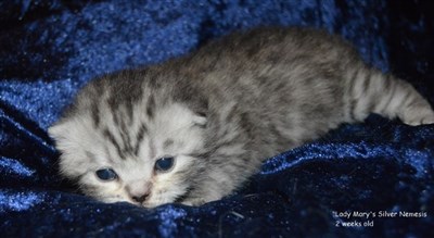 silver spotted british shorthair kitten