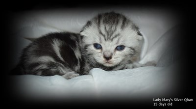 silver tabby kitten