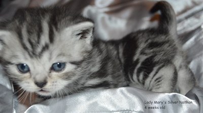 silver tabby british shorthair kitten