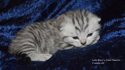 silver spotted british shorthair kitten