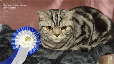 silver tabby orange eyed british shorthair cat