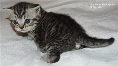 silver spotted british shorthair kitten