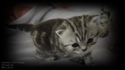 silver tabby british shorthair kitten