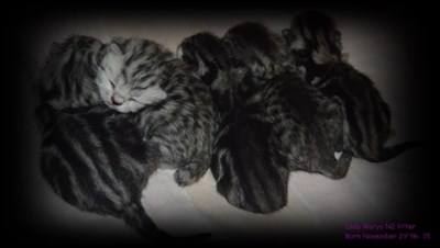 british shorthair litter