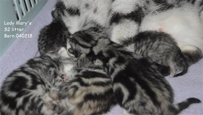 british shorthair litter