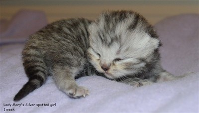silver british shorthair kitten