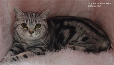 silver tabby british shorthair