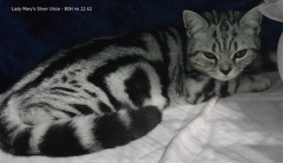 silver tabby british shorthair