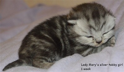 silver tabby british shorthair kitten