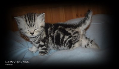 silver tabby british shorthair kitten