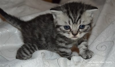silver spotted british shorthair kitten