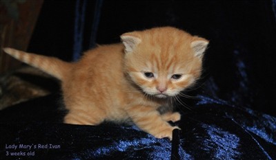 red british shorthair kitten