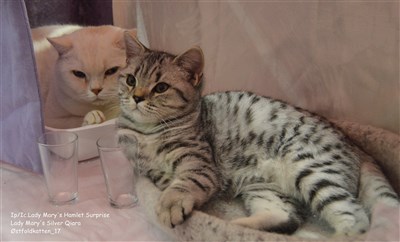 shaded silver spotted british shorthair cat