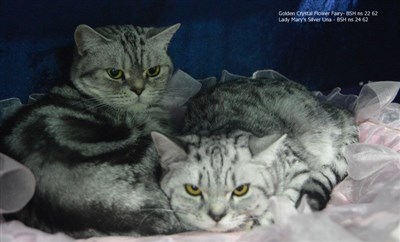 silver spotted orange eyed british shorthair cat