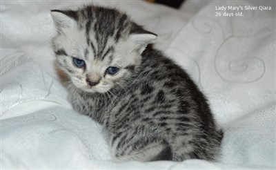 silver spotted british shorthair kitten