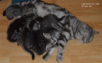 british shorthair silver tabby spotted litter