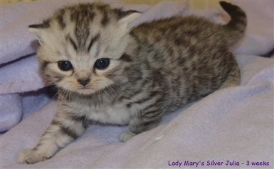 silver spotted british shorthair kitten