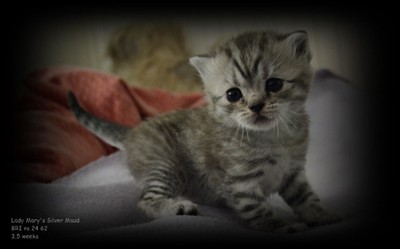 silver spotted british shorthair kitten