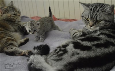 tabby and spotted british shorthair cats.