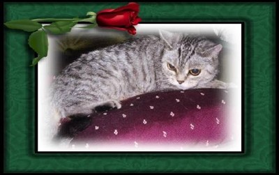 silver spotted british shorthair cat