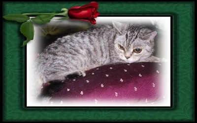 silver spotted british shorthair cat