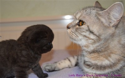 black british shorthair kitten sort britisk korthår kattunge
