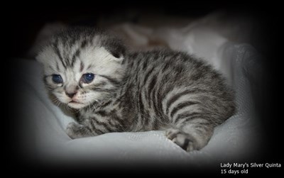 silver spotted british shorthair