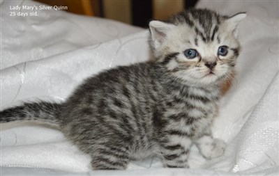 silver spotted british shorthair kitten