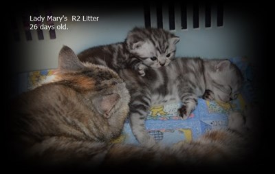 tabby british shorthair kittens