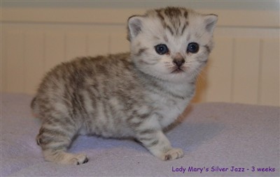 silver spotted british shorthair kitten sølvspotted britisk korthår kattunge