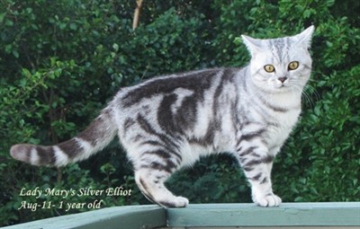 silver tabby