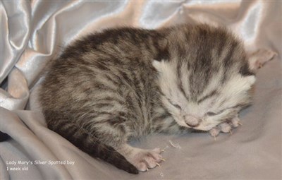 silver spotted british shorthair boy