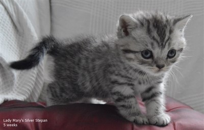 silver spotted orange eyed british shorthair