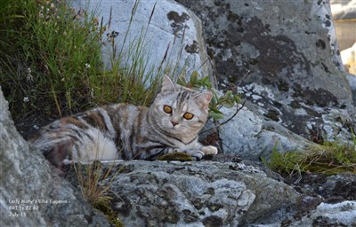 tortie silver tabby british shorthair cat