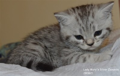 silver spotted british shorthair