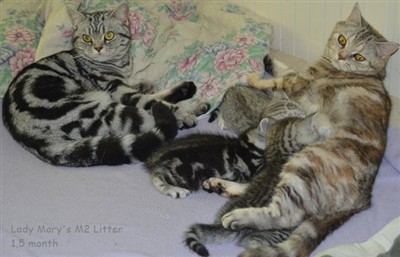 british shorthair litter