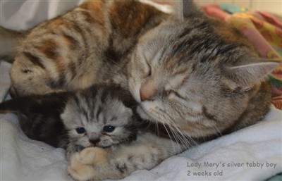 silver tabby british shorthair kitten