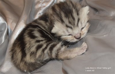 silver tabby british shorthair kitten orange eyed