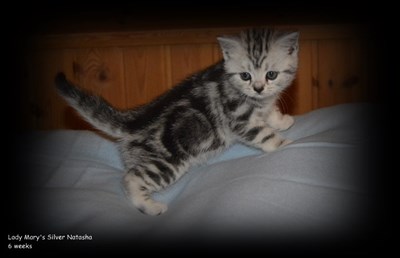 silver tabby british shorthair kitten