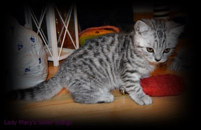 silver spotted british shorthair kitten