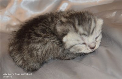 siler spotted kitten british shorthair