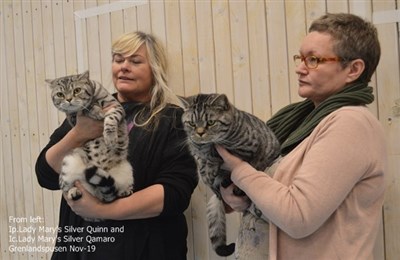 silver spotted british shorthair cat